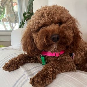 Meet your Posher, Frances Apple aka Franny (with her dad Shane)!